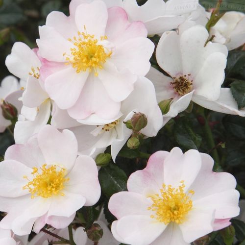 Rosa Medeo® - blanche - Petites fleurs -  rosier à haute tige - retombant